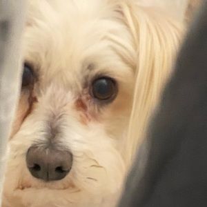 Meet your Posher, Natalie